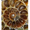 Colgante de Ammonite fosilizado J2741