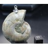 Colgante de Ammonite fosilizado J2741