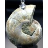 Colgante de Ammonite fosilizado J2741