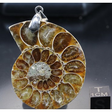 Colgante de Ammonite fosilizado J2742