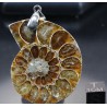 Colgante de Ammonite fosilizado J2742