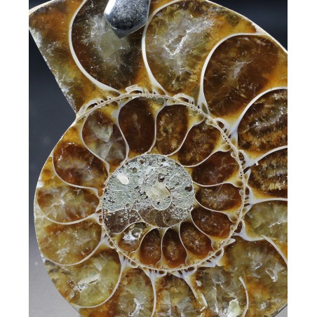 Colgante de Ammonite fosilizado J2742