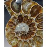 Colgante de Ammonite fosilizado J2742