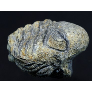 Fósil barrandeops F2755