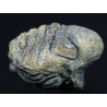 Fósil barrandeops F2755