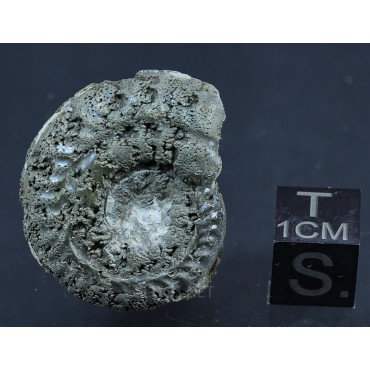 Fósil Ammonite F2780