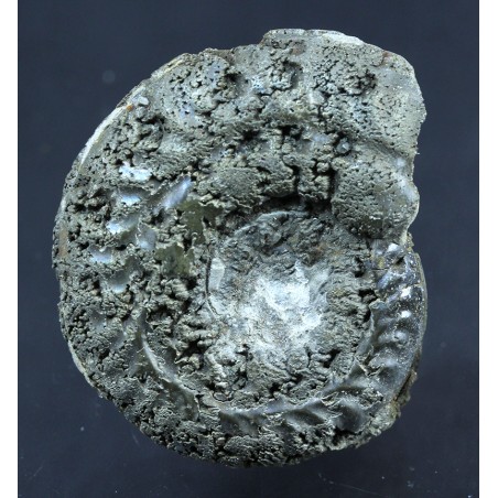 Fósil Ammonite F2780