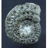 Fósil Ammonite F2780