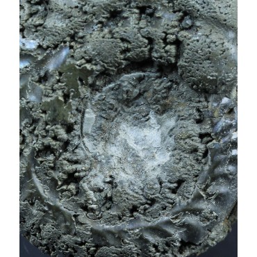 Fósil Ammonite F2780