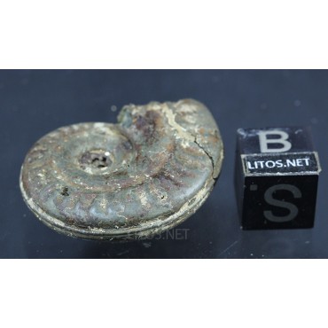 Fósil Ammonite F2781
