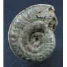 Fósil Ammonite F2781