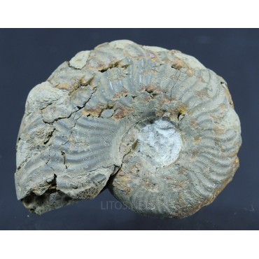 Fósil Ammonite F2813