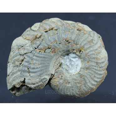 Fósil Ammonite F2813