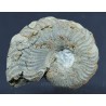 Fósil Ammonite F2813