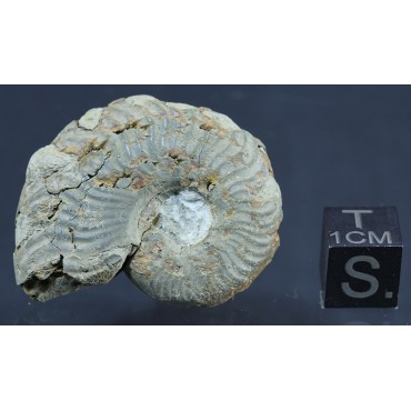 Fósil Ammonite F2813