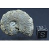 Fósil Ammonite F2813