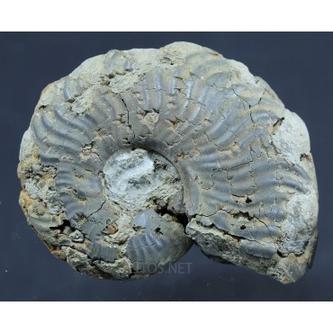 Fósil Ammonite F2813