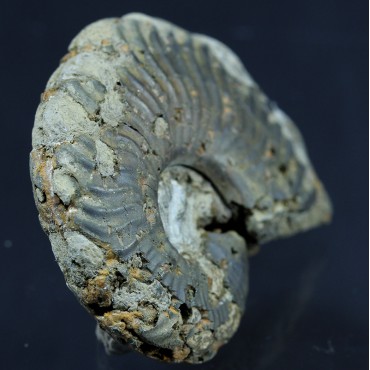 Fósil Ammonite F2813