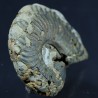 Fósil Ammonite F2813