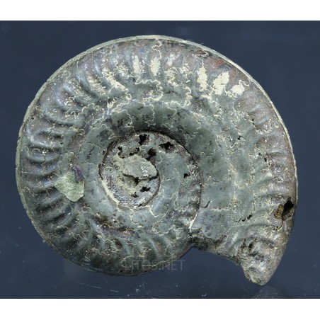 Fósil Ammonite F2814