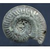 Fósil Ammonite F2814