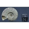 Fósil Ammonite F2814