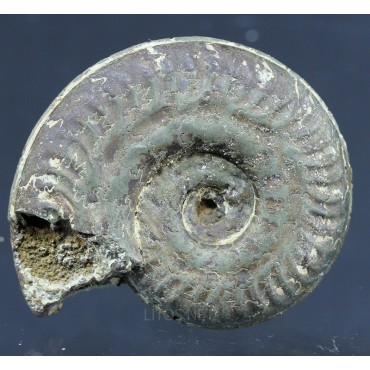 Fósil Ammonite F2814