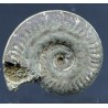 Fósil Ammonite F2814