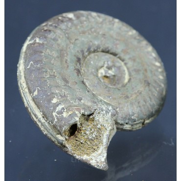 Fósil Ammonite F2814