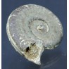 Fósil Ammonite F2814