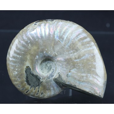 Fósil Ammonite cleoniceras F2844