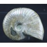 Fósil Ammonite cleoniceras F2844