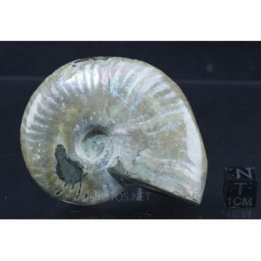 Fósil Ammonite cleoniceras F2844