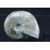 Fósil Ammonite cleoniceras F2844