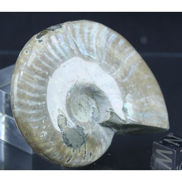 Fósil Ammonite cleoniceras F2844