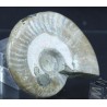 Fósil Ammonite cleoniceras F2844