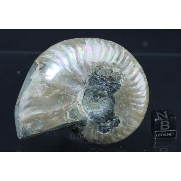 Fósil Ammonite cleoniceras F2844