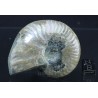 Fósil Ammonite cleoniceras F2844