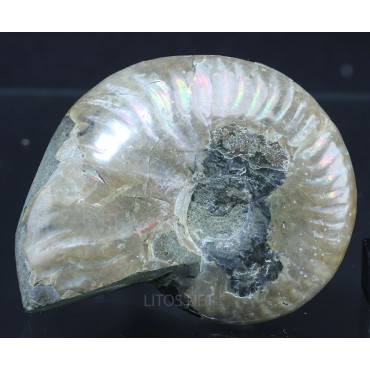 Fósil Ammonite cleoniceras F2844