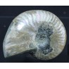 Fósil Ammonite cleoniceras F2844