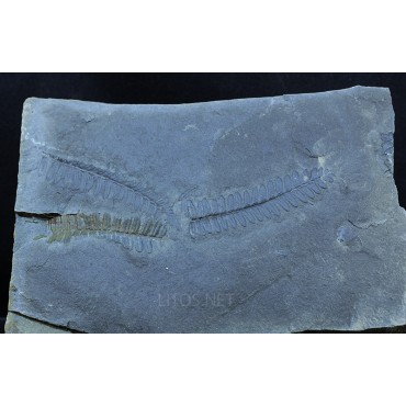 Fósil Lobatopteris F2859