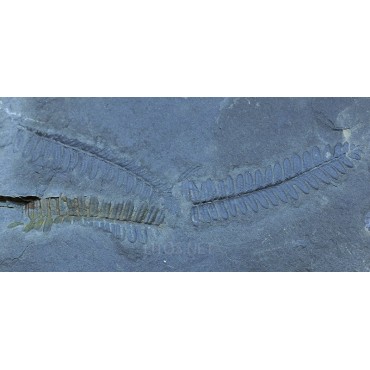 Fósil Lobatopteris F2859