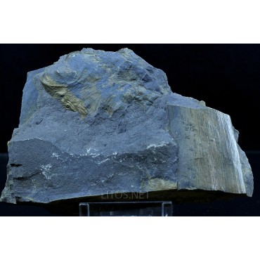 Fósil Aphlebia + Codaíte F2862