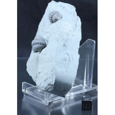 Trilobite Flexicalimene F2874