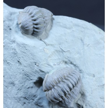 Trilobite flexicalimene