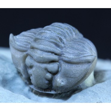 Trilobite flexicalimene