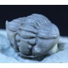 Trilobite flexicalimene