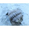 Trilobite flexicalimene