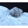 Trilobite flexicalimene