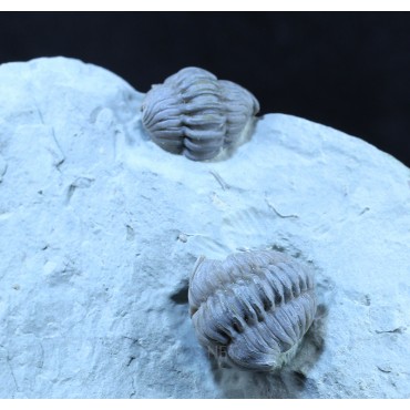 Trilobite flexicalimene